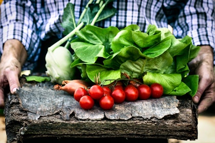 Kohlrabi, tomatoes and lettuce on a piece of wood being held by a man