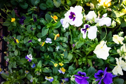 White, yellow and purple pansie flowers