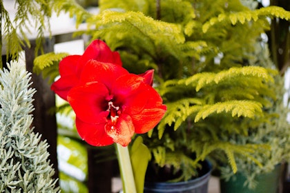 Holiday trees, plants and red amaryllis flower