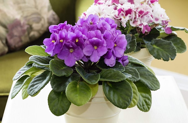 African Violet Saintpaulia ionantha houseplant 2 varieties on table