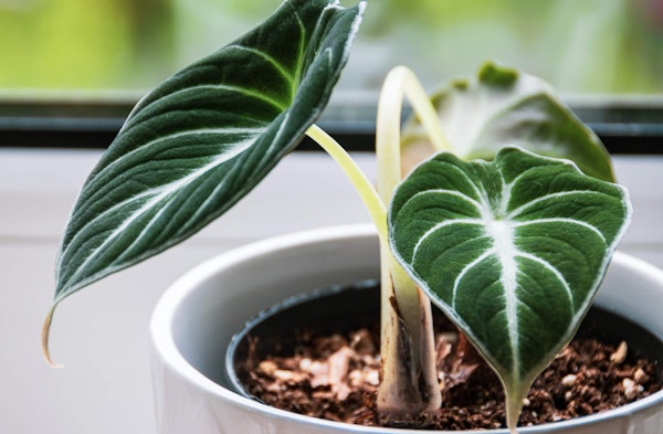 Alocasia houseplant