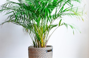 areca houseplant areca houseplant
