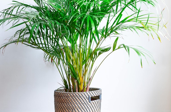 Areca Palm Dypsis lutescens houseplants