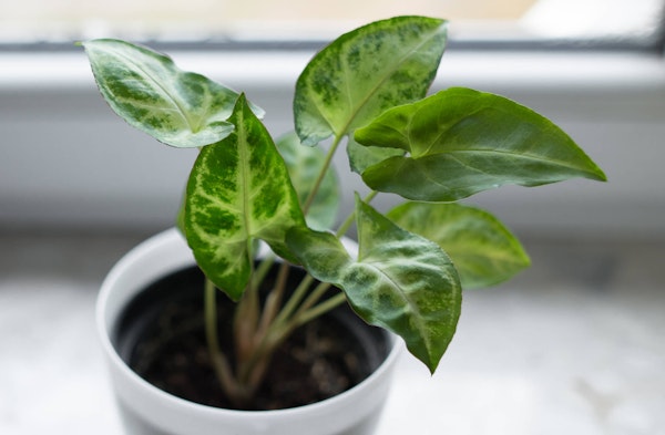 Arrowhead Plant Syngonium podophyllum houseplants