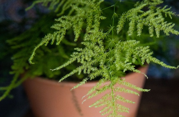 Asparagus Fern Asparagus setaceus houseplant