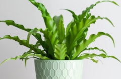 Bird's Nest Fern houseplant