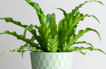 birdsnest fern