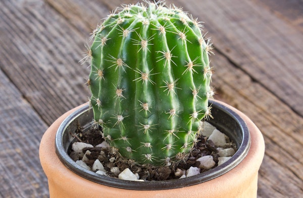 Cactus houseplant