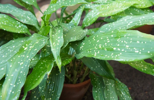 Cast Iron Plant Aspidistra elatior houseplant