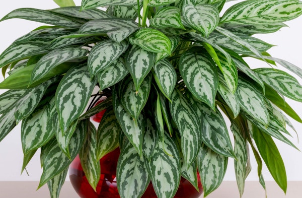 Chinese Evergreen Aglaonema houseplant