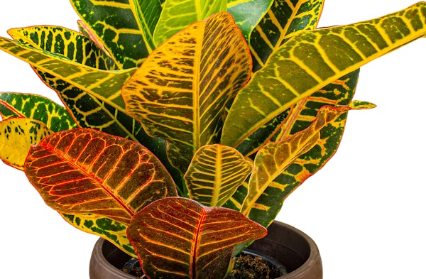 Croton Plant Codiaeum variegatum var. pictum houseplant