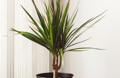 Dracaena Houseplant