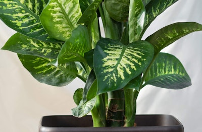 Dieffenbachia houseplant