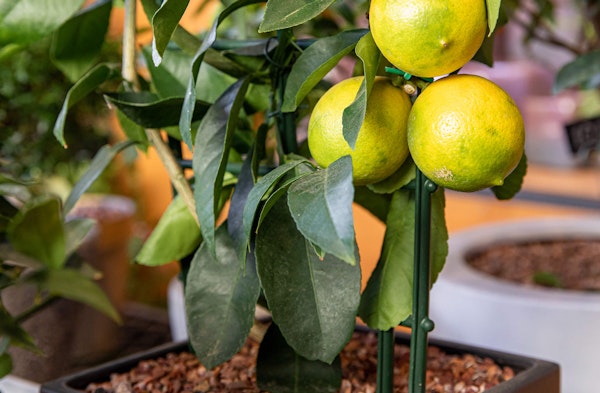 Dwarf citrus plant lemon houseplant