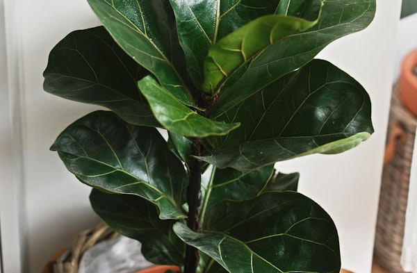 Fiddle Leaf Fig Ficus lyrata houseplant