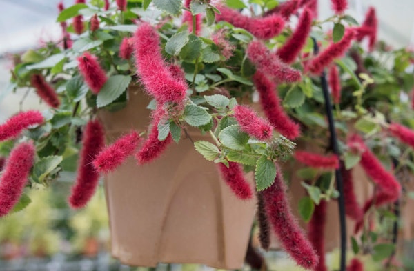 Firetail Chenille Acalypha Poiretil houseplant