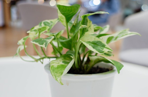 Golden Pothos Houseplant