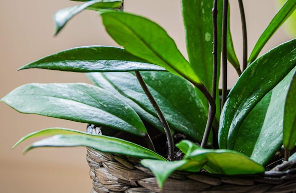 Hoya houseplant