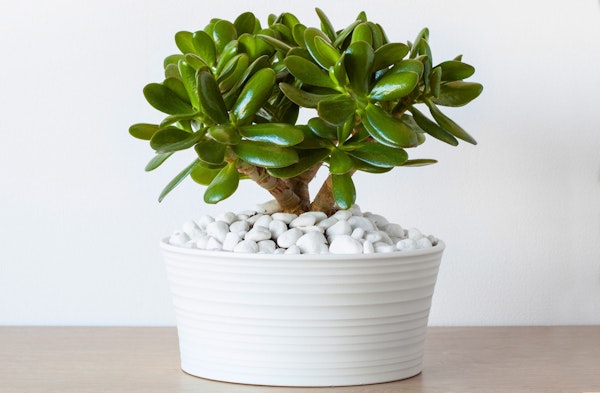 Jade houseplants