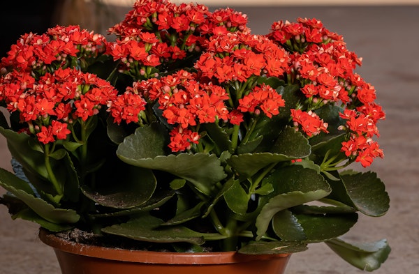 Kalanchoe houseplant red