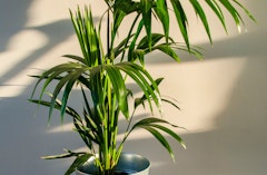 Kentia Houseplant