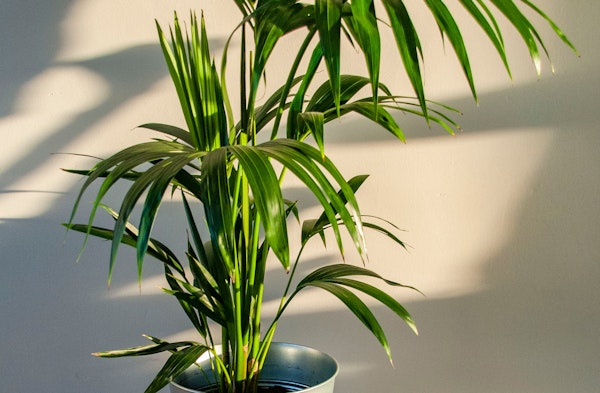 Kentia Palm Howea forsteriana houseplant