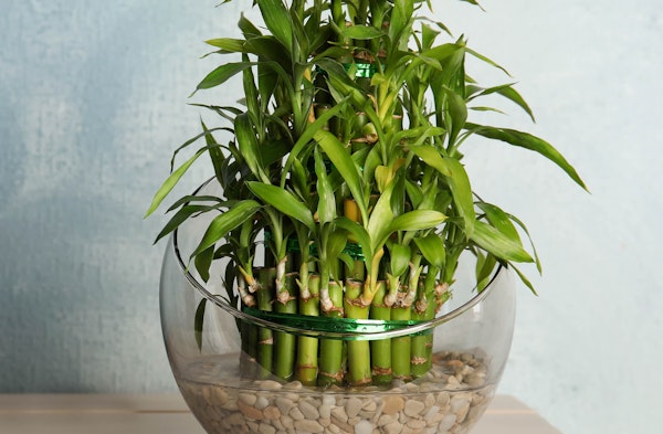 Lucky Bamboo Dracaena sanderiana houseplant