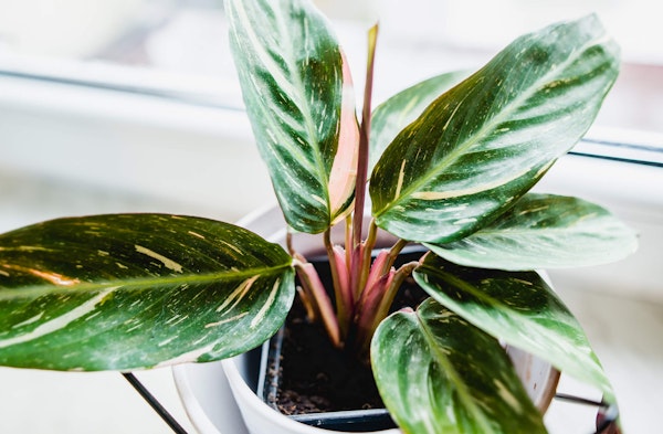 Triostar Stromanthe Stromanthe sanguinea houseplant