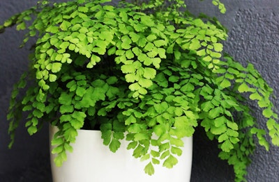 Maidenhair Fern