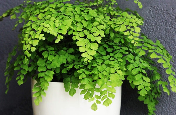 Maidenhair Fern houseplant