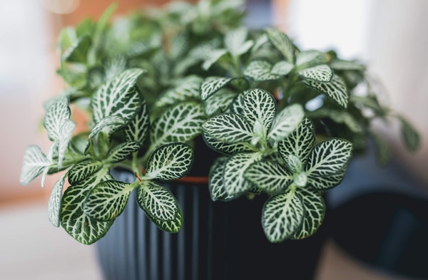 Nerve Plant fittonia albivenis houseplant