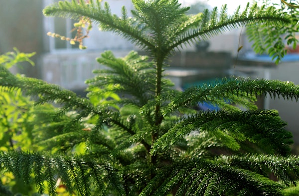 Norfolk Pine Araucaria heterophylla houseplant