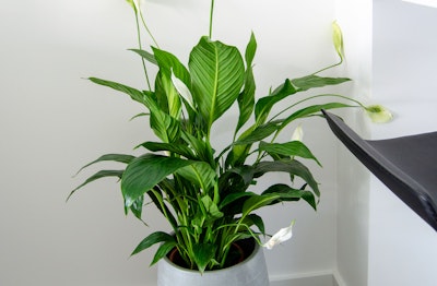 Peace Lily