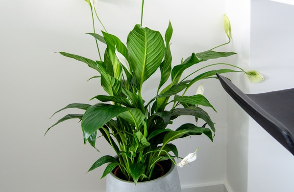 Peace Lily Spathiphyllum houseplant