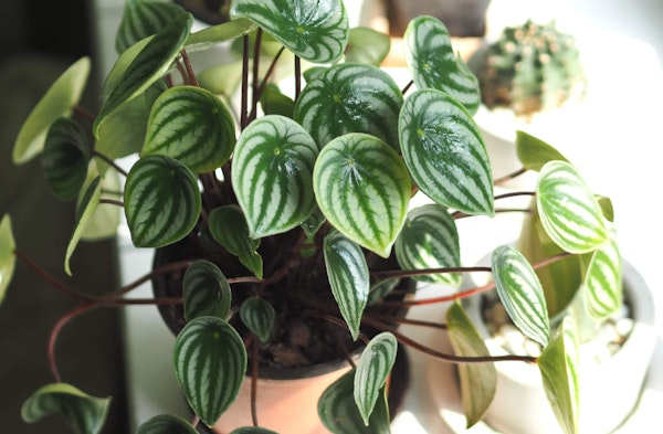 Peperomia or radiator plants piperaceae houseplant