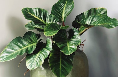 Potted Philodendron houseplant