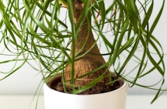 Ponytail houseplant