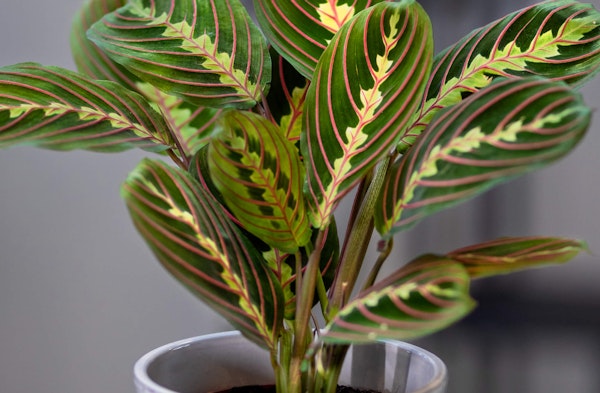 Prayer Plant Maranta leuconeura houseplant