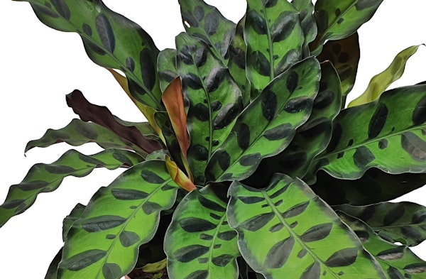 Rattlesnake Plant Calathea lancifolia houseplant