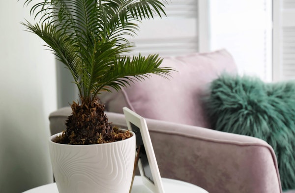 Sago Palm Cycas revoluta houseplant