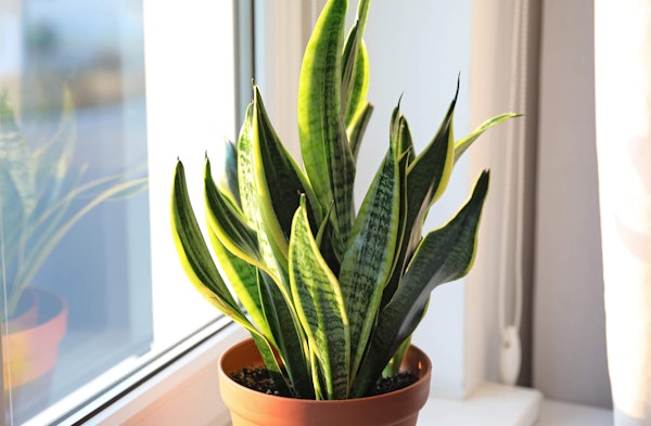 Sansevieria or Snake Plant Dracaena trifasciata houseplant