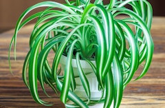 Spider Plant