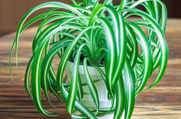 Spider Plant Chlorophytum comosum houseplant