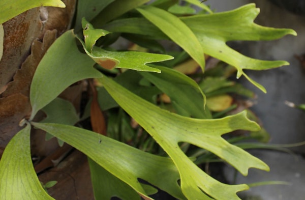 Staghorn Fern platycerium alcicorne houseplant
