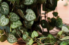 String of Hearts Houseplant