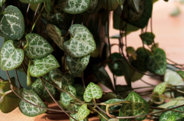 String of Hearts Ceropegia woodii houseplant