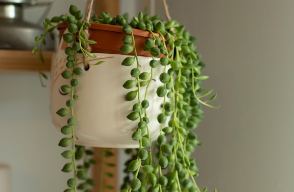 String of pearls senecio rowleyanus houseplant