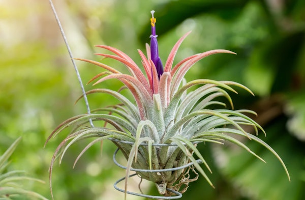 Tillandsia air plant houseplant