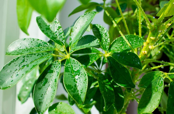 Umbrella plant or schefflera houseplant