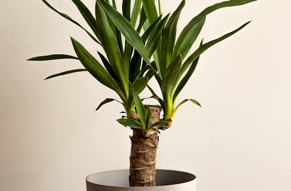 Yucca Cane houseplant